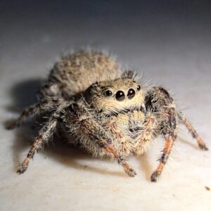 Phidippus octopunctatus teddy bear jumping spider