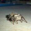Phidippus octopunctatus teddy bear jumping spider