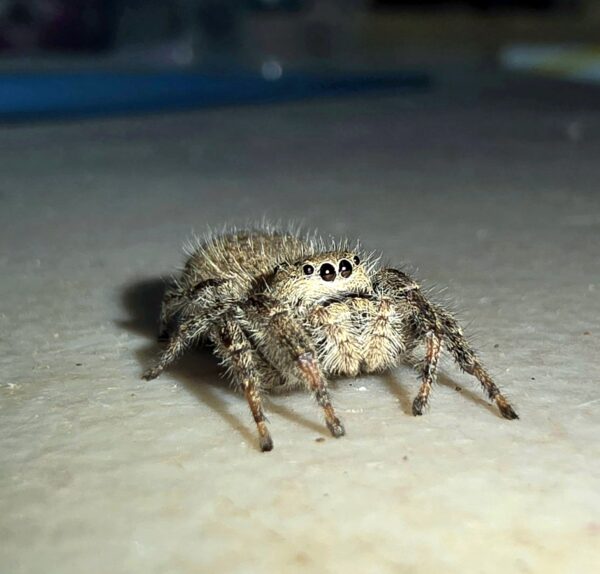 Phidippus octopunctatus teddy bear jumping spider