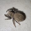 Phidippus octopunctatus teddy bear jumping spider