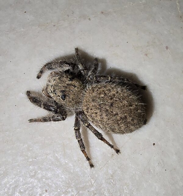 Phidippus octopunctatus teddy bear jumping spider