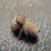 Phidippus octopunctatus teddy bear jumping spiderling