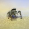 Phidippus octopunctatus teddy bear jumping spiderling