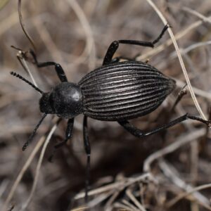 Eleodes hispilabris Black
