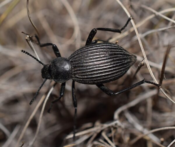 Eleodes hispilabris Black
