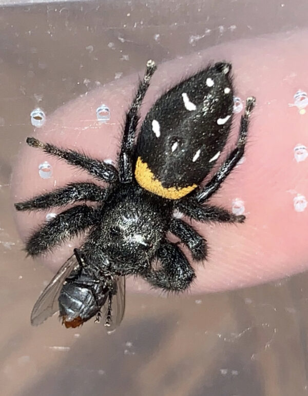 Agave Jumping Spider Paraphidippus basalis