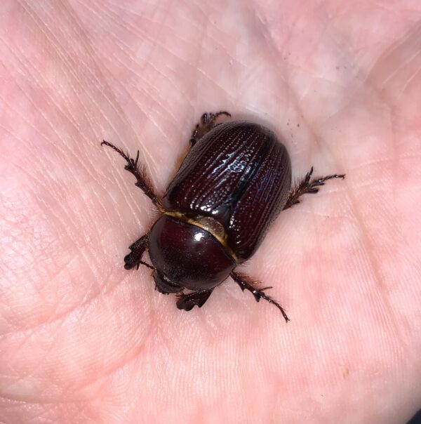 Here's an alt tag for the image: Dark brown beetle on hand.