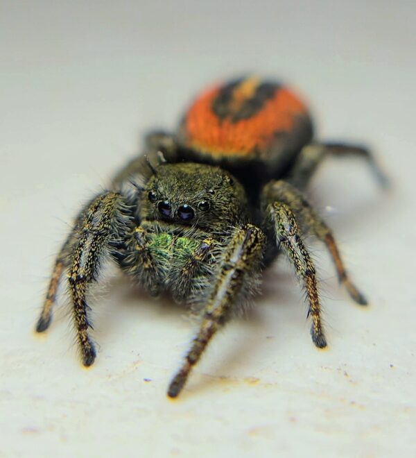 Phidippus ardens CB Sling