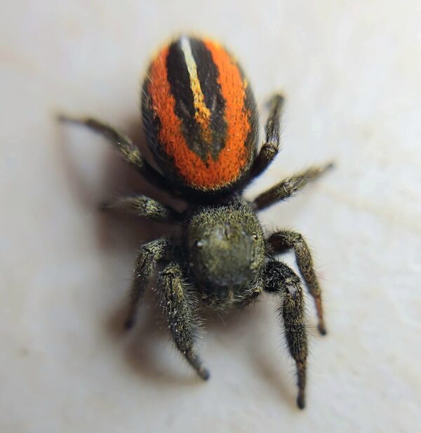 Phidippus ardens CB Sling - Image 3