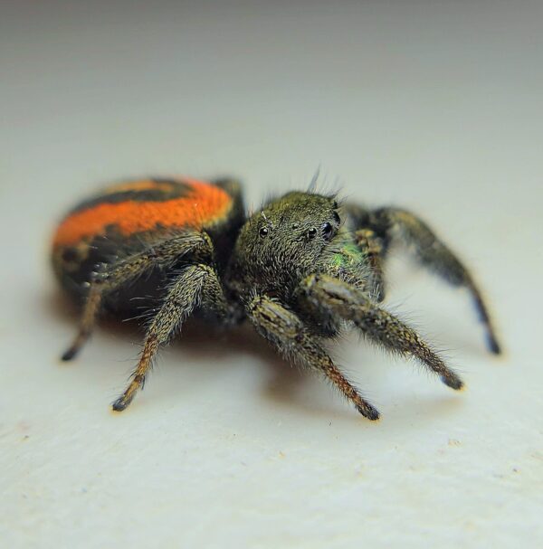 Phidippus ardens CB Sling - Image 2