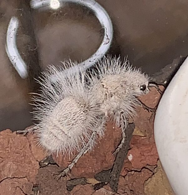 Thistledown Velvet Ant