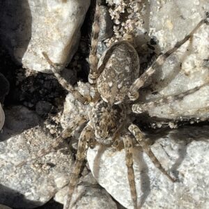 Arctosa littoralis shoreline wolf spider