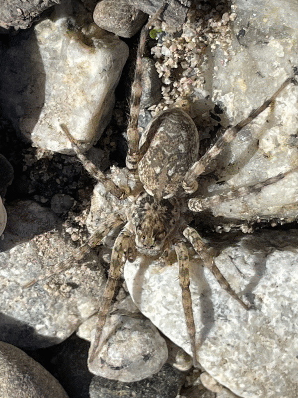 Arctosa littoralis shoreline wolf spider