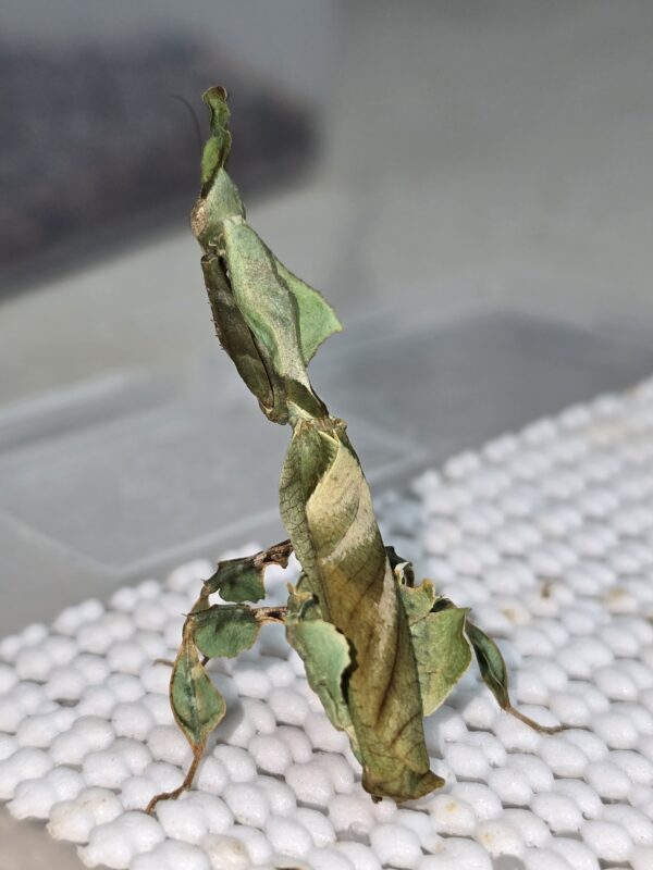 Phyllocrania paradoxa ghost mantis