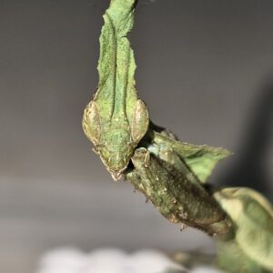 Phyllocrania paradoxa ghost mantis