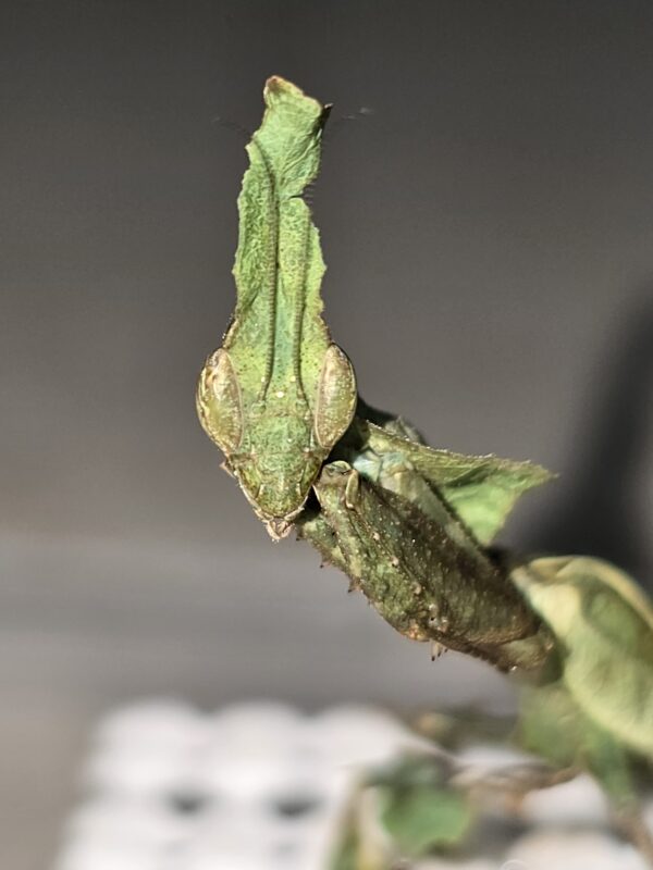 Phyllocrania paradoxa ghost mantis