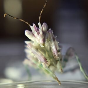 Spiny Flower Mantis Pseudocreobotra wahlbergi