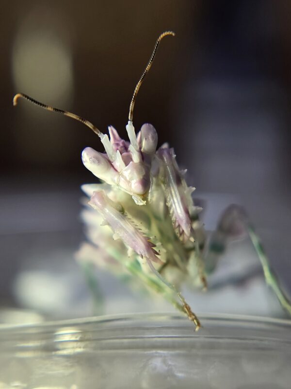 Spiny Flower Mantis Pseudocreobotra wahlbergi