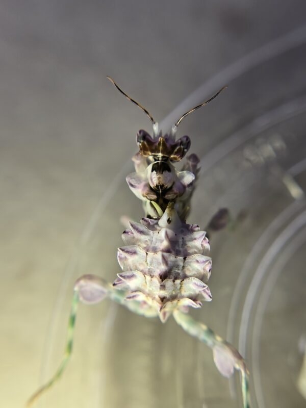 Spiny Flower Mantis