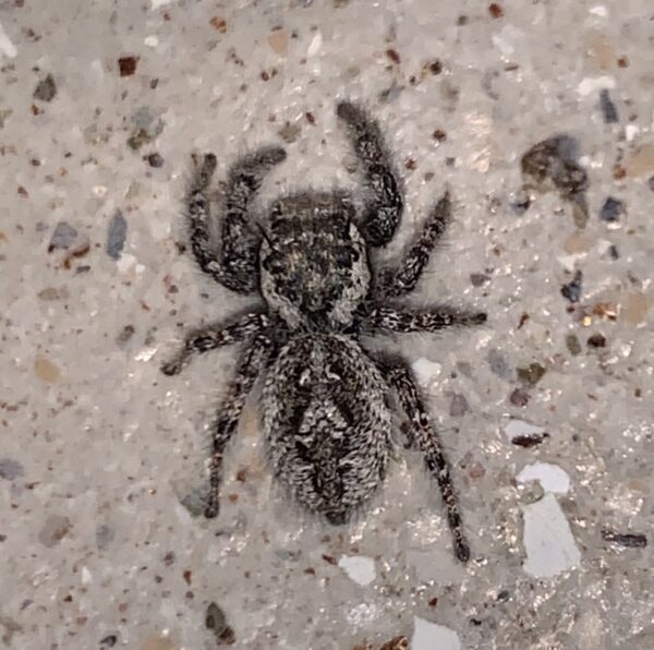 Phidippus asotus CB Spiderling