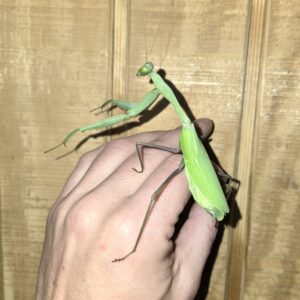 Giant Asian Mantis Hierodula membranacea