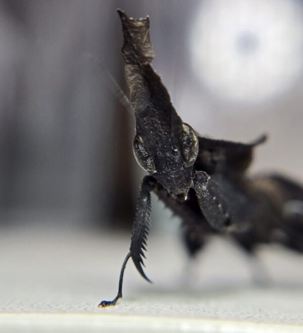 Phyllocrania paradoxa ghost mantis