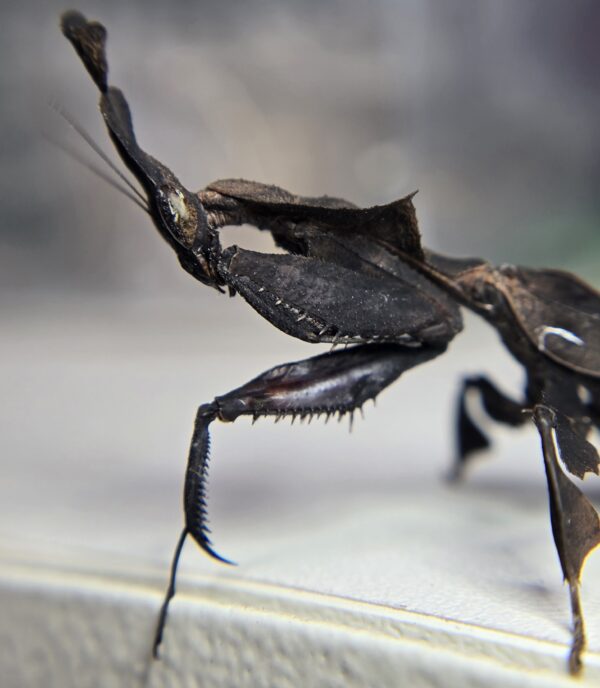 Phyllocrania paradoxa ghost mantis