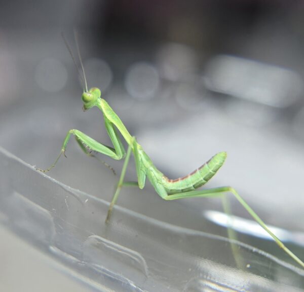 Omomantis zebrata Zebra Mantis