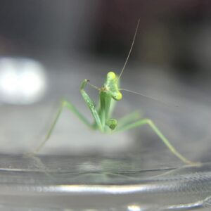 Omomantis zebrata Zebra Mantis