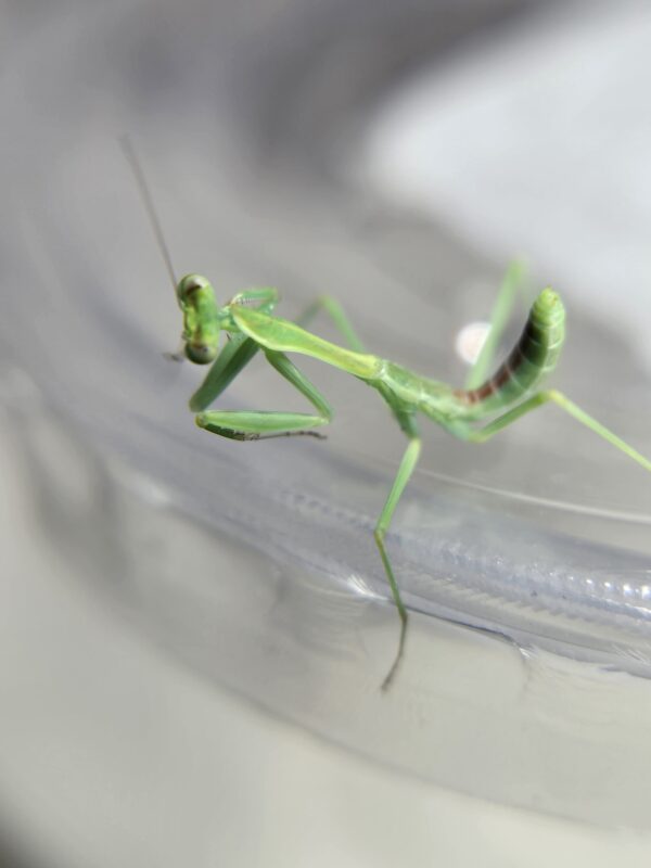 Omomantis zebrata Zebra Mantis