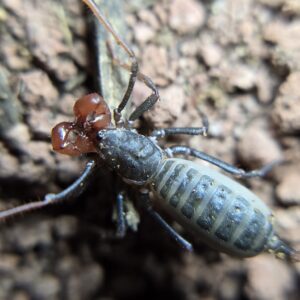 Arizona Vinegaroon Mastigoproctus tohono