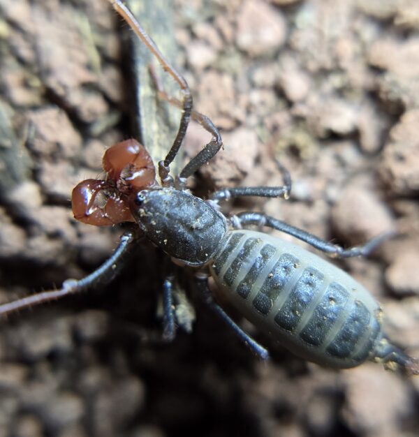 Arizona Vinegaroon Mastigoproctus tohono