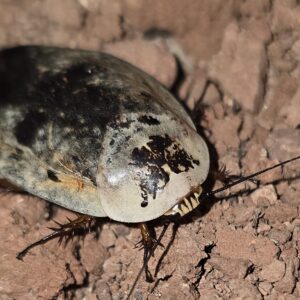 Chrome Roach Gyna caffrorum