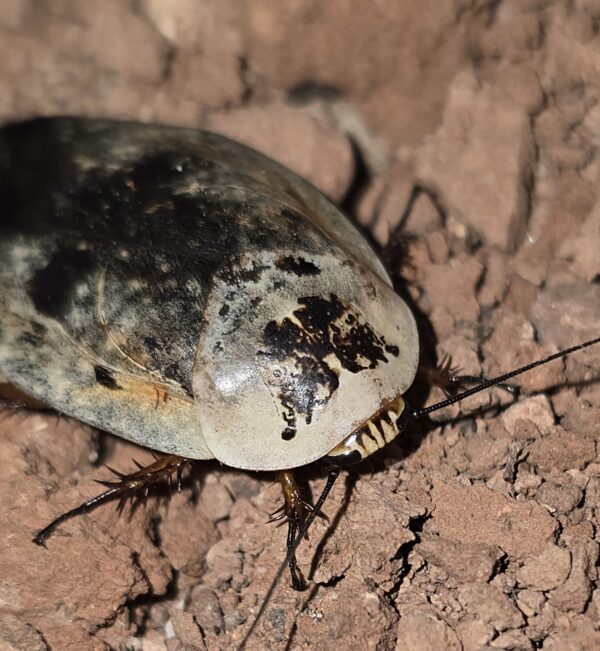 Chrome Roach Gyna caffrorum