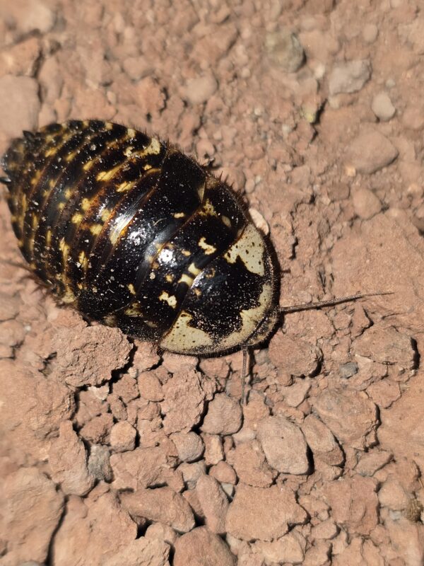 Chrome Roach Gyna caffrorum nymph