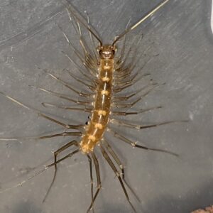 Arizona House Centipede Dendrothereua homa