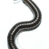 Parajulid