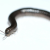 Parajulidae