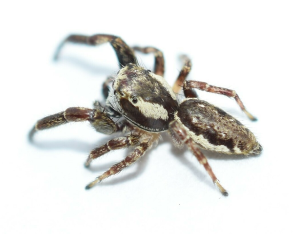Phanias albeolus spider