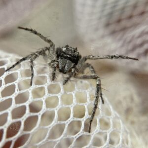 Bark Lynx Spider Hamataliwa grisea