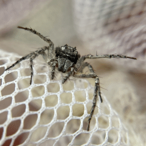 Bark Lynx Spider Hamataliwa grisea