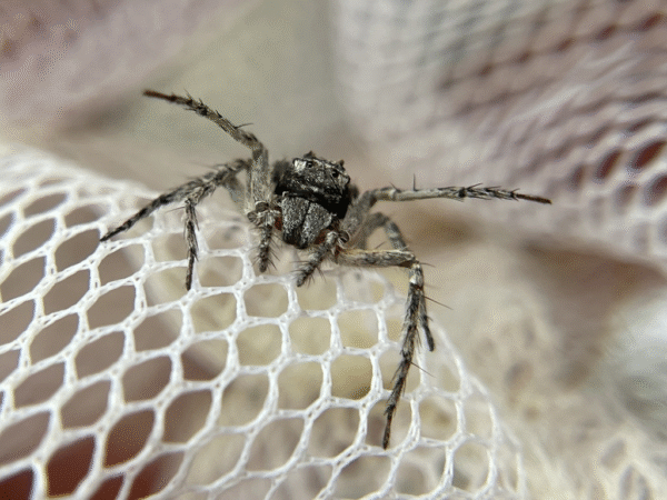 Bark Lynx Spider Hamataliwa grisea