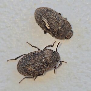 Two brown beetles on a white surface.