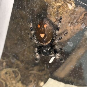 Here's a suitable alt tag: Smiling jumping spider in terrarium