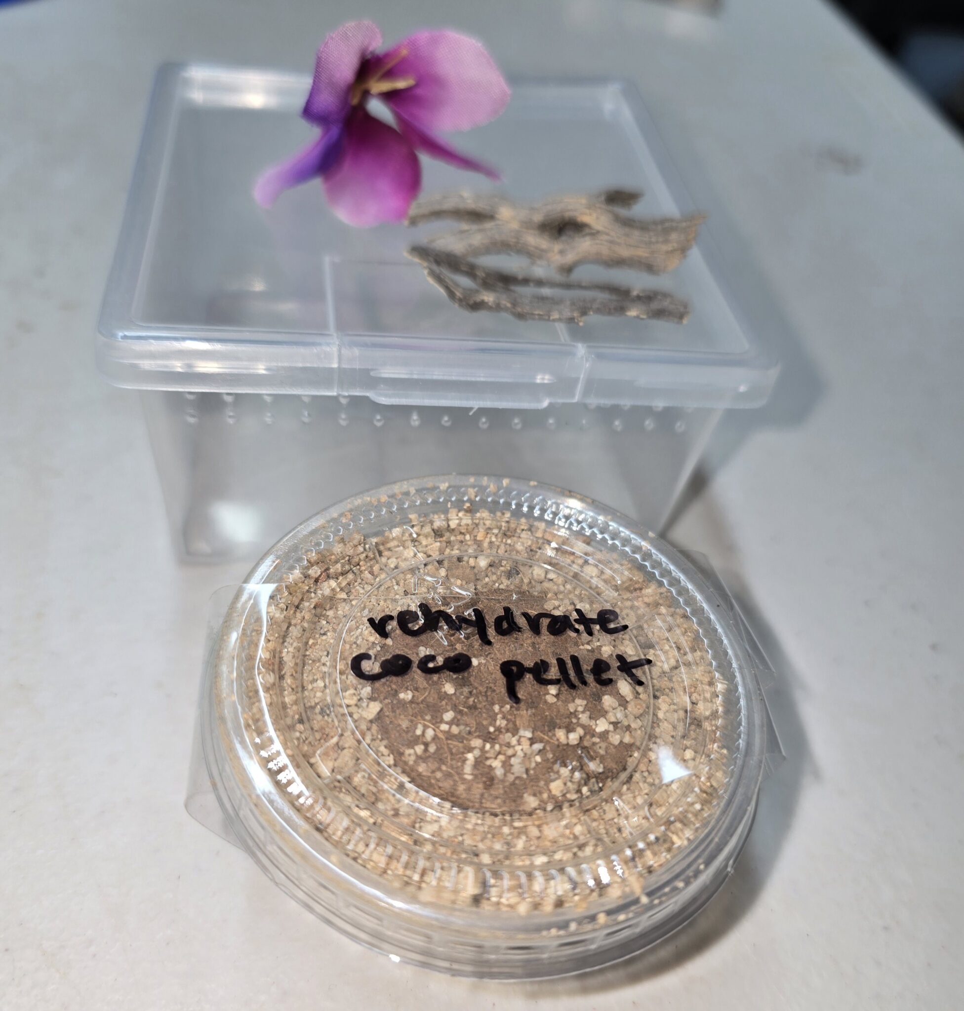 Pet Jumping Spider Sling Habitat Kit - Bugs In Cyberspace