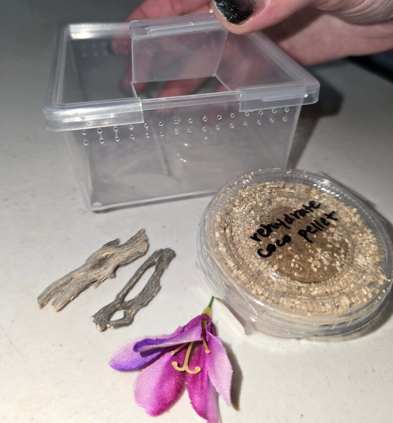 Pet Jumping Spider Sling Habitat Kit - Bugs In Cyberspace