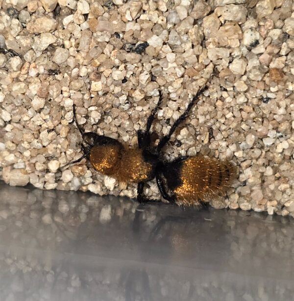 Pacific Velvet Ant - Image 2