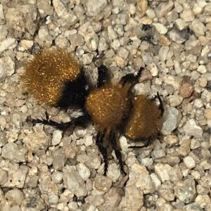 Pacific Velvet Ant