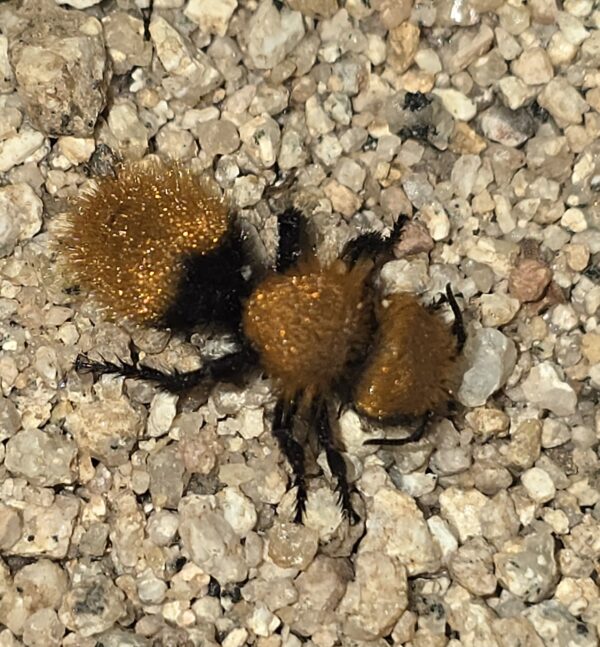 Pacific Velvet Ant