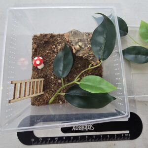 Medium Pet Spider Habitat Kit